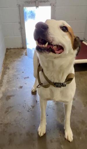 Bow Wow Brownie, Bearded Collie, adult, available for adoption