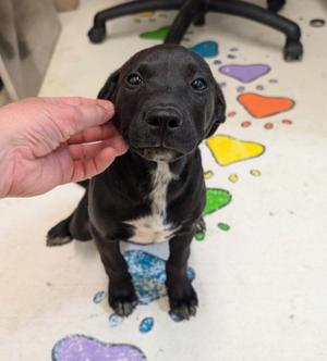Ann, Mixed Breed, puppy, available for adoption