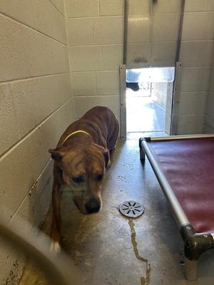 Anders, Pit Bull Terrier, adult, available for adoption
