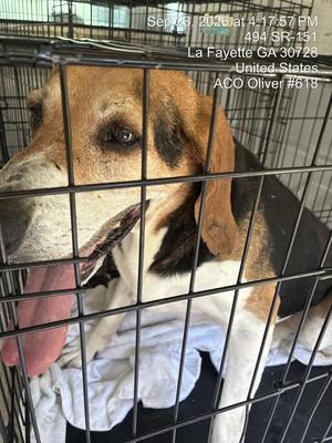 Cletus, Beagle, adult, available for adoption