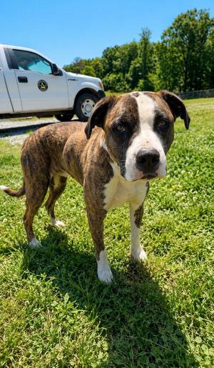 Beau, Boxer / Mixed Breed, young, available for adoption