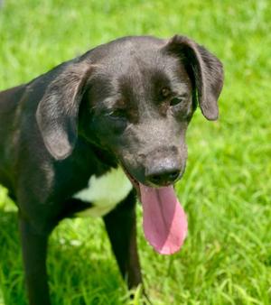 Blizzard, Labrador Retriever, young, available for adoption