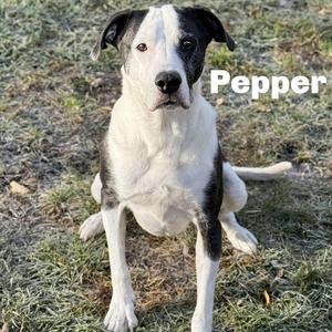 Pepper 250804, Mixed Breed (Medium), adult, available for adoption