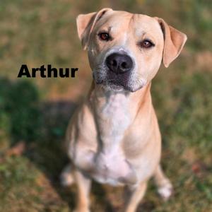 Arthur 260654, Mixed Breed (Medium), adult, available for adoption