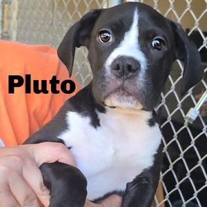 Pluto 260754, Mixed Breed (Medium), available for adoption