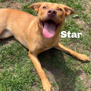Star 250270, Mixed Breed (Medium), adult, available for adoption