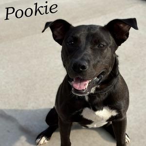 Pookie 260361, Mixed Breed (Large), adult, available for adoption
