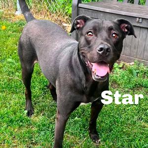 Star 260539, Mixed Breed (Medium), adult, available for adoption