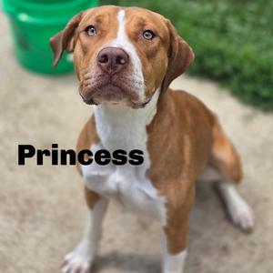 Princess 260365, Mixed Breed (Medium), adult, available for adoption