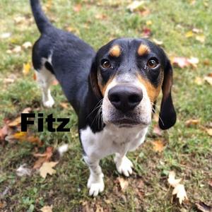 Fitz 260794, Beagle, adult, available for adoption