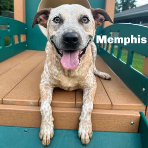 Memphis 260004, Mixed Breed (Medium), adult, available for adoption