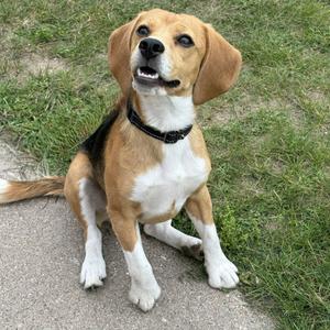 a beagle dog sitting on a concrete path with grass in the background