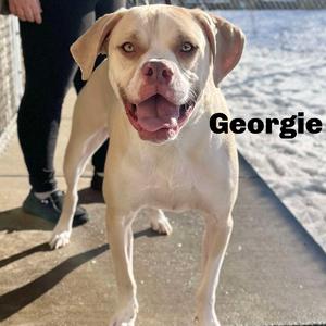 Georgie 250943, Mixed Breed (Large), adult, available for adoption