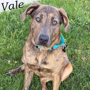 A brindle dog with a turquoise collar sitting on grass