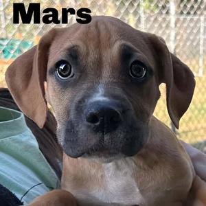 Mars 260752, Mixed Breed (Medium), available for adoption