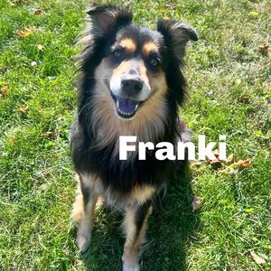 Franki 260762, Shepherd, Australian, adult, available for adoption