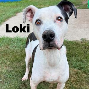 Loki 260301, Mixed Breed (Large), adult, available for adoption