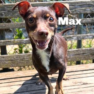 Max 260270, Mixed Breed (Small), adult, available for adoption