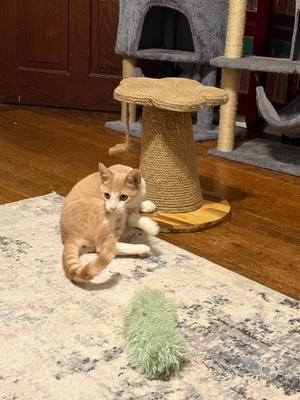 Mochi, kitten, available for adoption