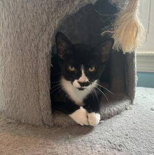 A black and white cat peeking out of a cat tree