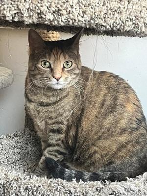 Luna, adult, available for adoption