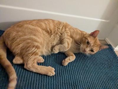 A ginger cat lying on a blue textured mat, looking towards the camera.