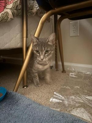 Delores, adult, available for adoption