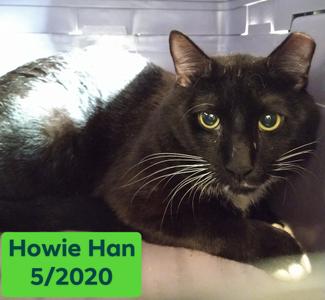 Howie Han, adult, available for adoption