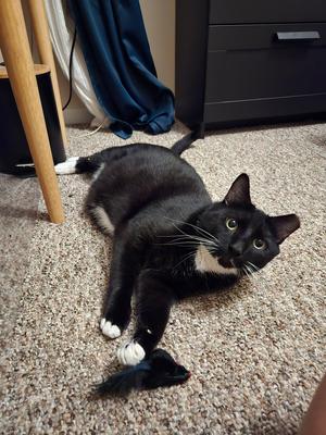 Howie Han, adult, available for adoption