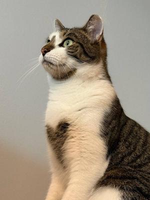 Captain America, young, available for adoption