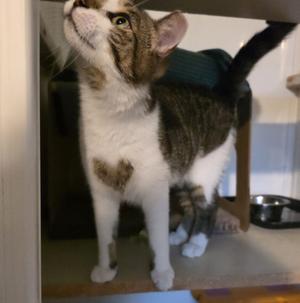 Captain America, young, available for adoption
