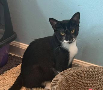 Iroh, kitten, available for adoption