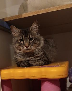 Miles, adult, available for adoption