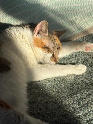 Peanut, adult, available for adoption