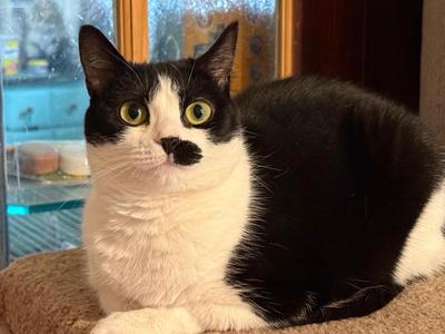 Suki, adult, available for adoption