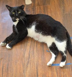 Thomas St Bernard, adult, available for adoption