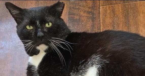 Thomas St Bernard, adult, available for adoption