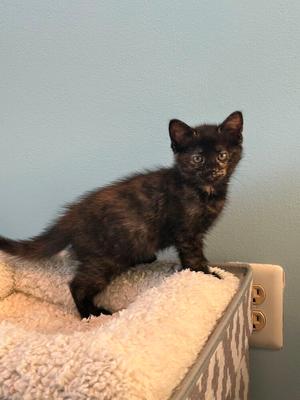 Mocha, kitten, available for adoption