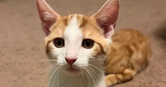 Spot, kitten, available for adoption