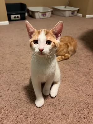 A white and orange cat sitting on a carpeted floor, looking directly at the camera.