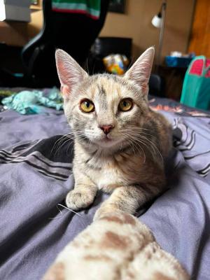 Aretha, kitten, available for adoption