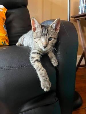 Peanut, kitten, available for adoption