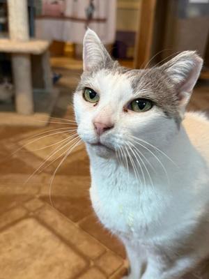 Momma B, adult, available for adoption