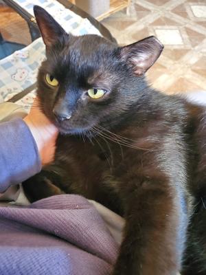 Blackie, adult, available for adoption