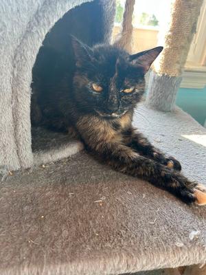 A tortoiseshell cat with black, brown, and orange fur is lounging on a grey carpeted cat tree.