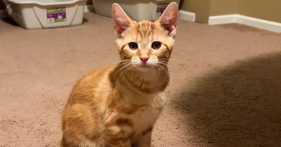 An orange tabby cat sitting on a carpeted floor, looking directly at the camera.