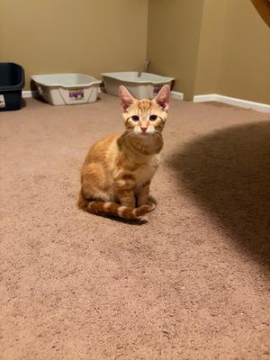 An orange tabby cat sitting on a carpeted floor, looking directly at the camera.