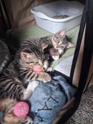 Taro, kitten, available for adoption