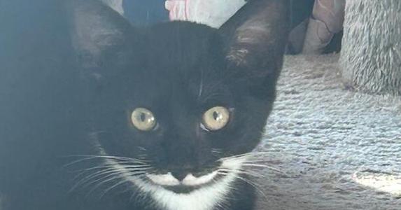 A close-up of a black and white cat with bright yellow eyes, looking directly at the camera.