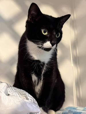 Yue, adult, available for adoption